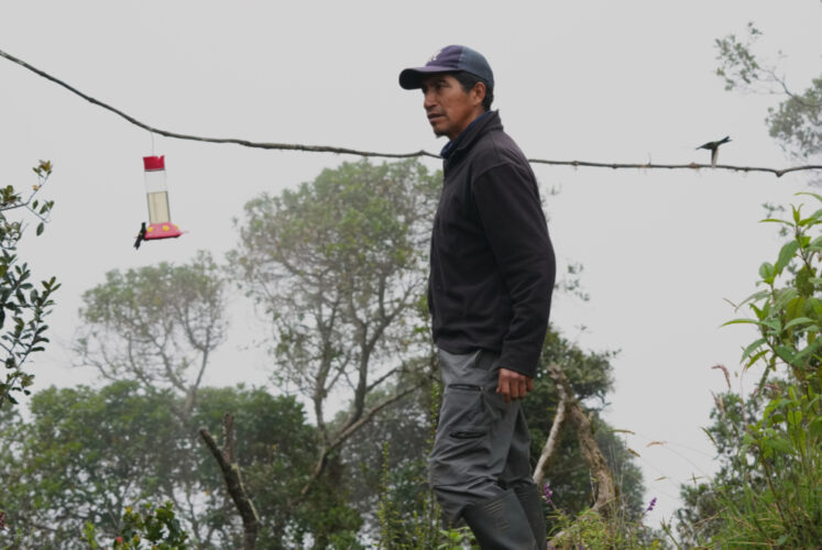 An ancient forest in Ecuador is the last stand for a tiny hummingbird facing extinction